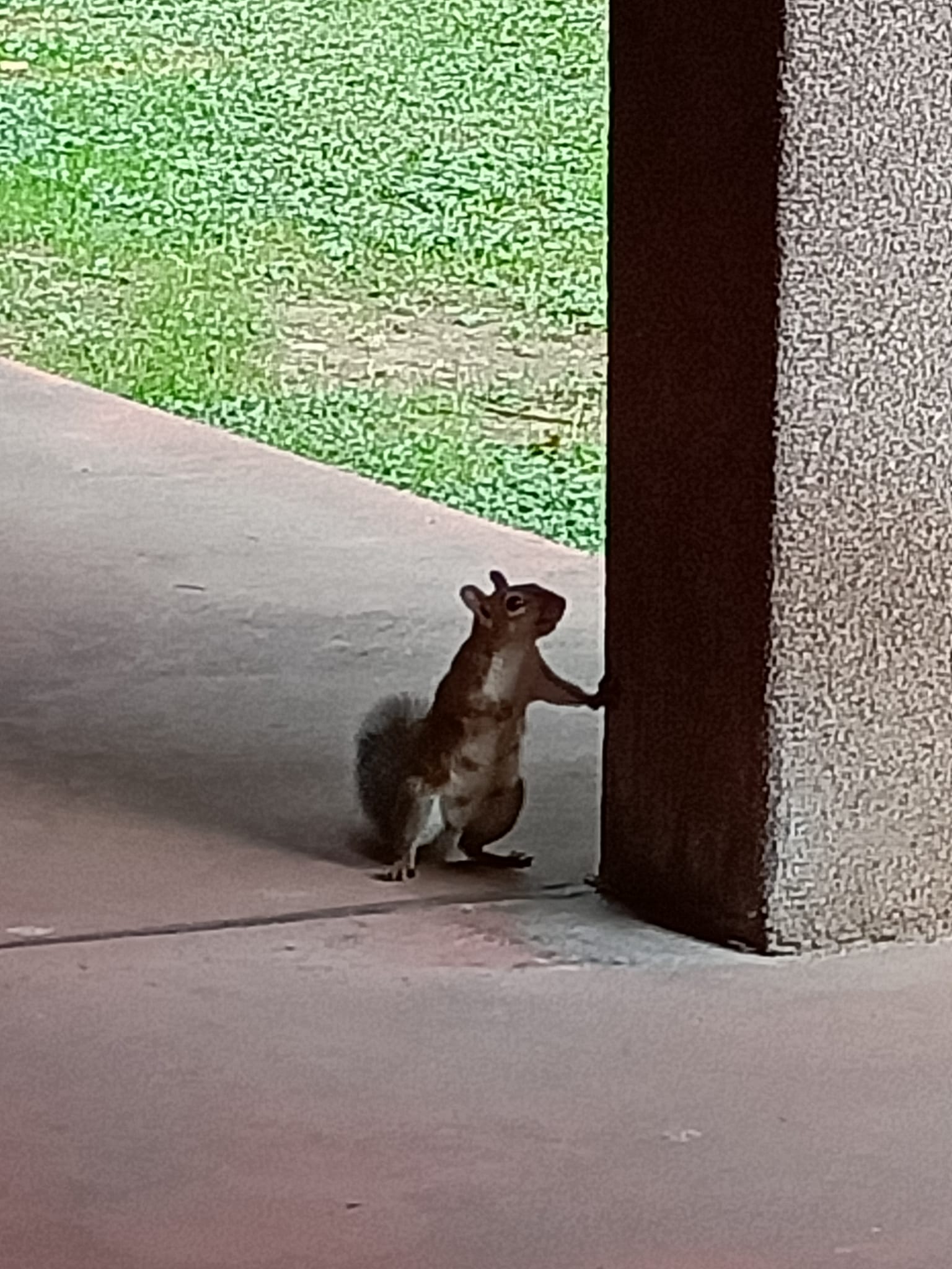 Even Nature Creatures admire it